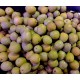 OLIVES SICILENNES